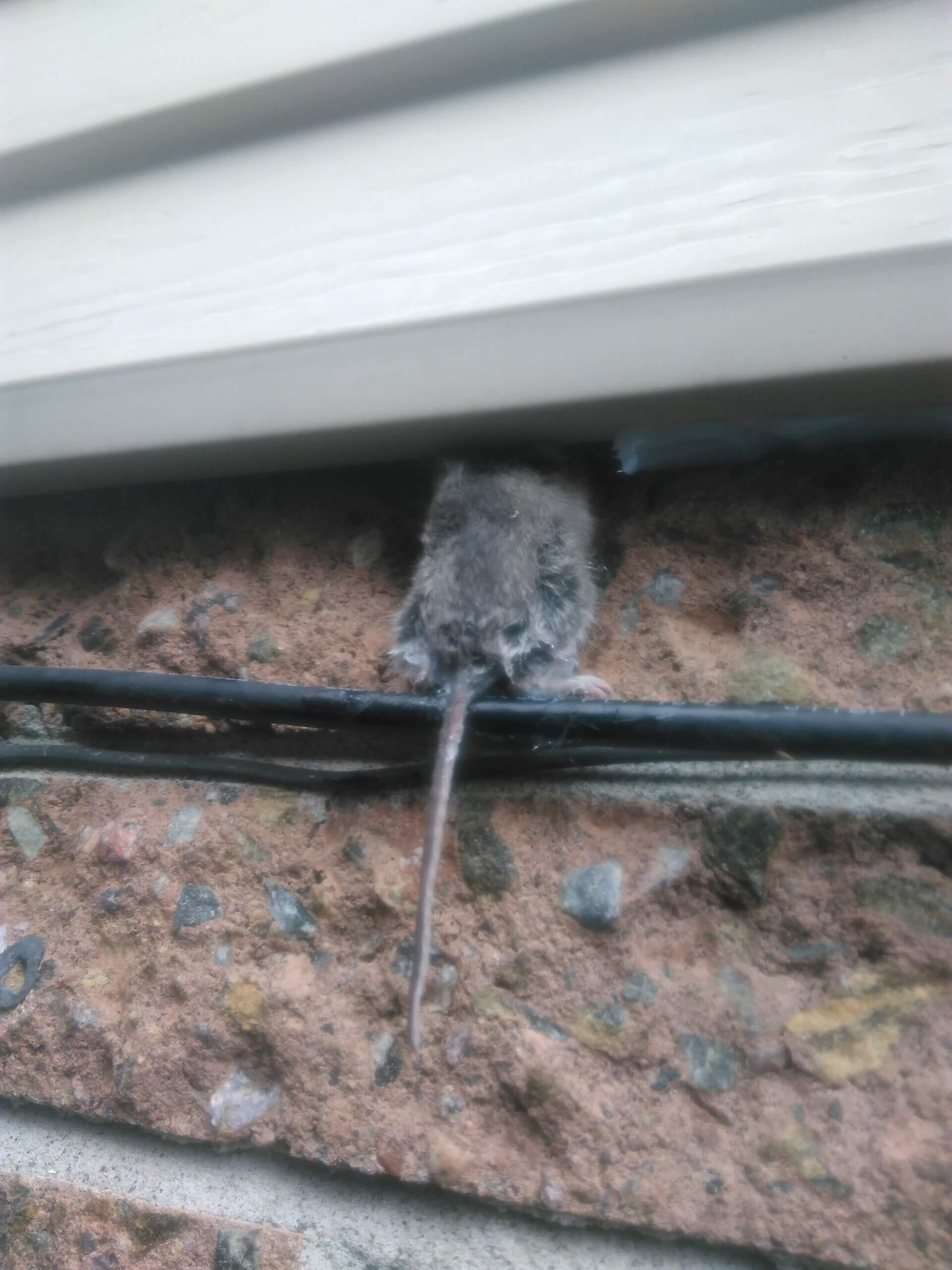 Mice Removal Newmarket
