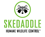 skedaddle humane wildlife control ottawa