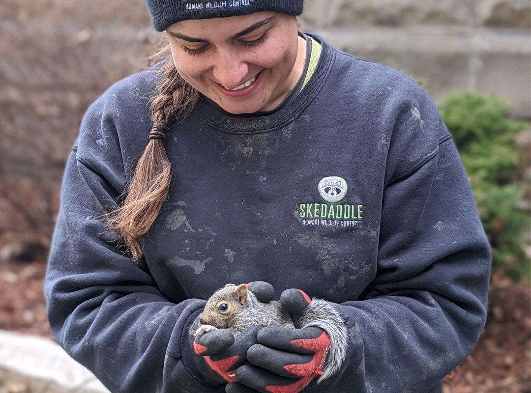 Squirrel Removal Montreal