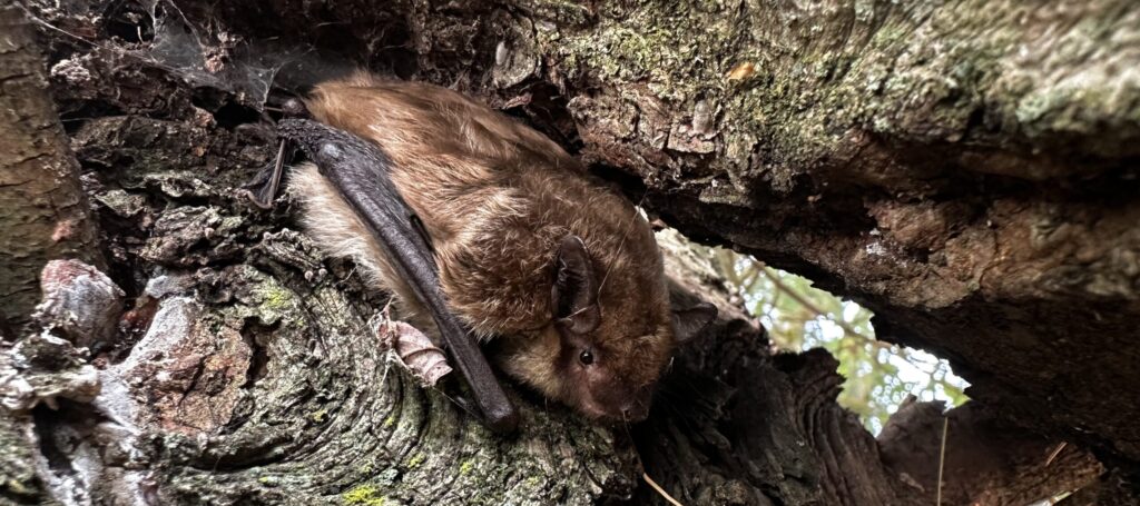 Rabies in Hamilton 8 Years After the Outbreak in 2016 Bat