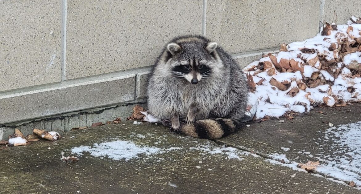 Rabies in Hamilton 8 Years After the Outbreak in 2016 Raccoon in Cage