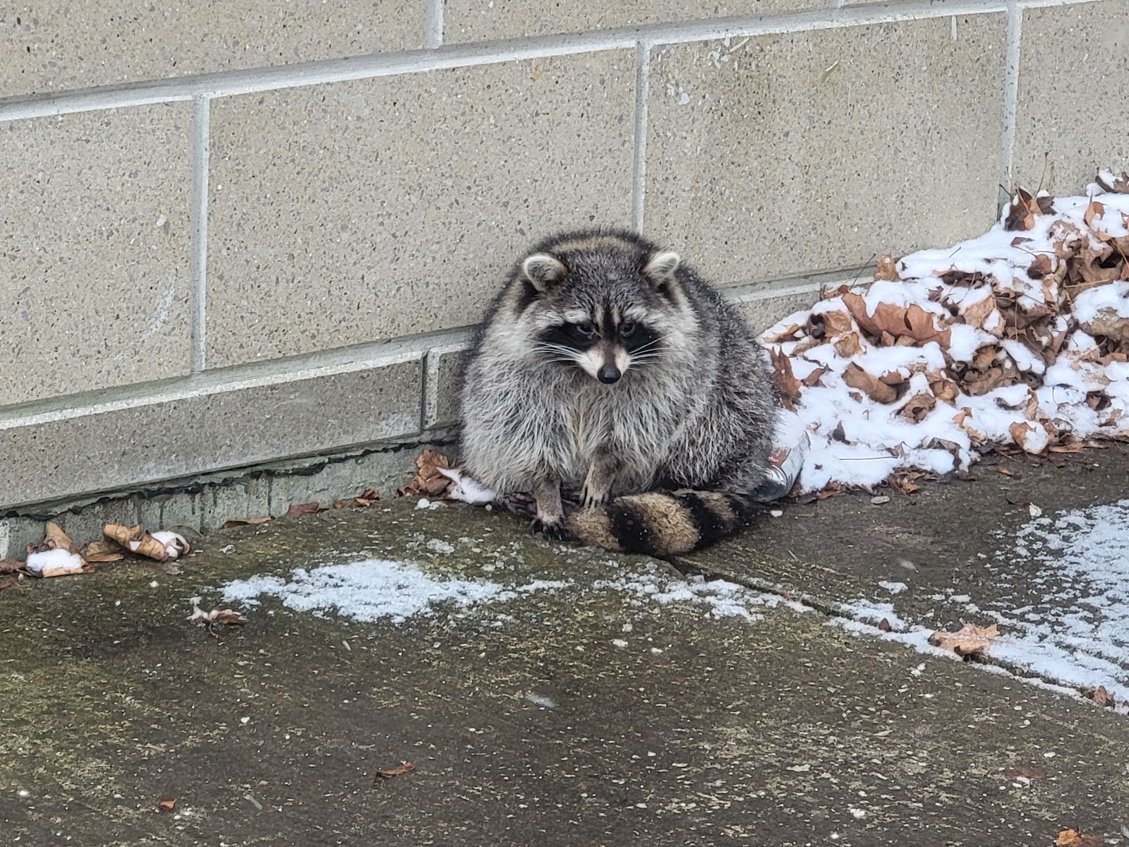 Rabies in Hamilton 8 Years After the Outbreak in 2016 Raccoon in Cage