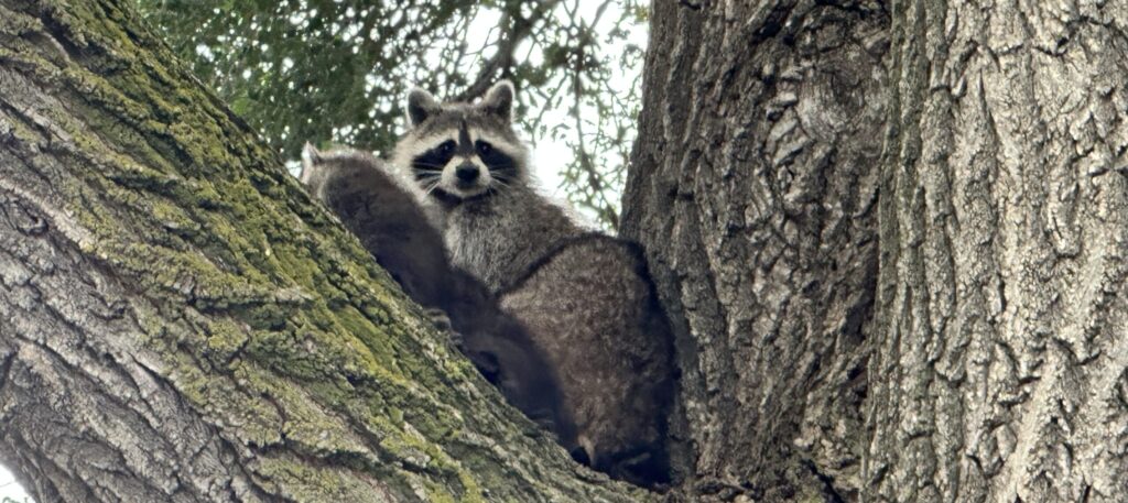 Rabies in Hamilton 8 Years After the Outbreak in 2016 Raccoon in Tree