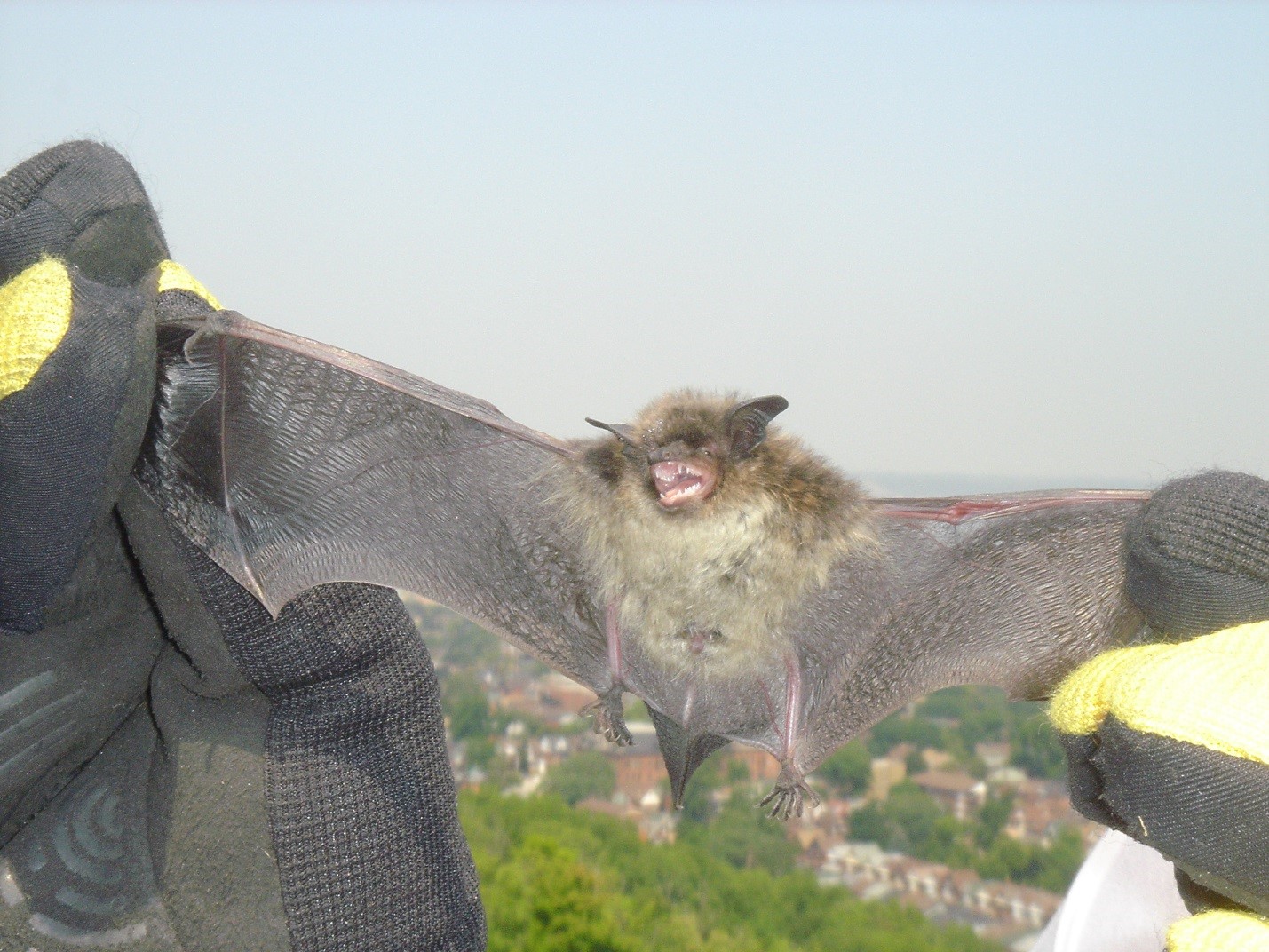 How do bats fly?