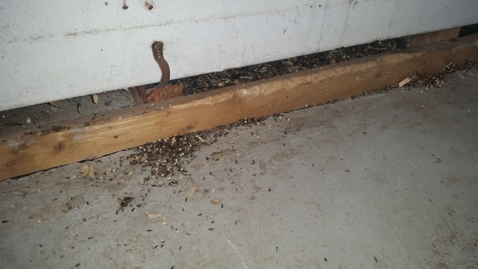 Mouse Droppings And Bird Seed 