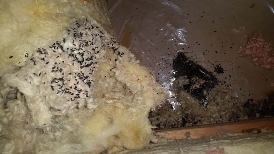 Mouse Droppings On An Attic Floor  