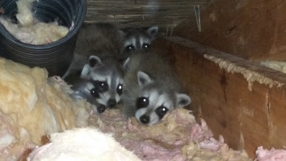 raccoon attic babies raccoons litter away dog keep traps fail help tucked racoon mother why burlington removal skedaddlewildlife
