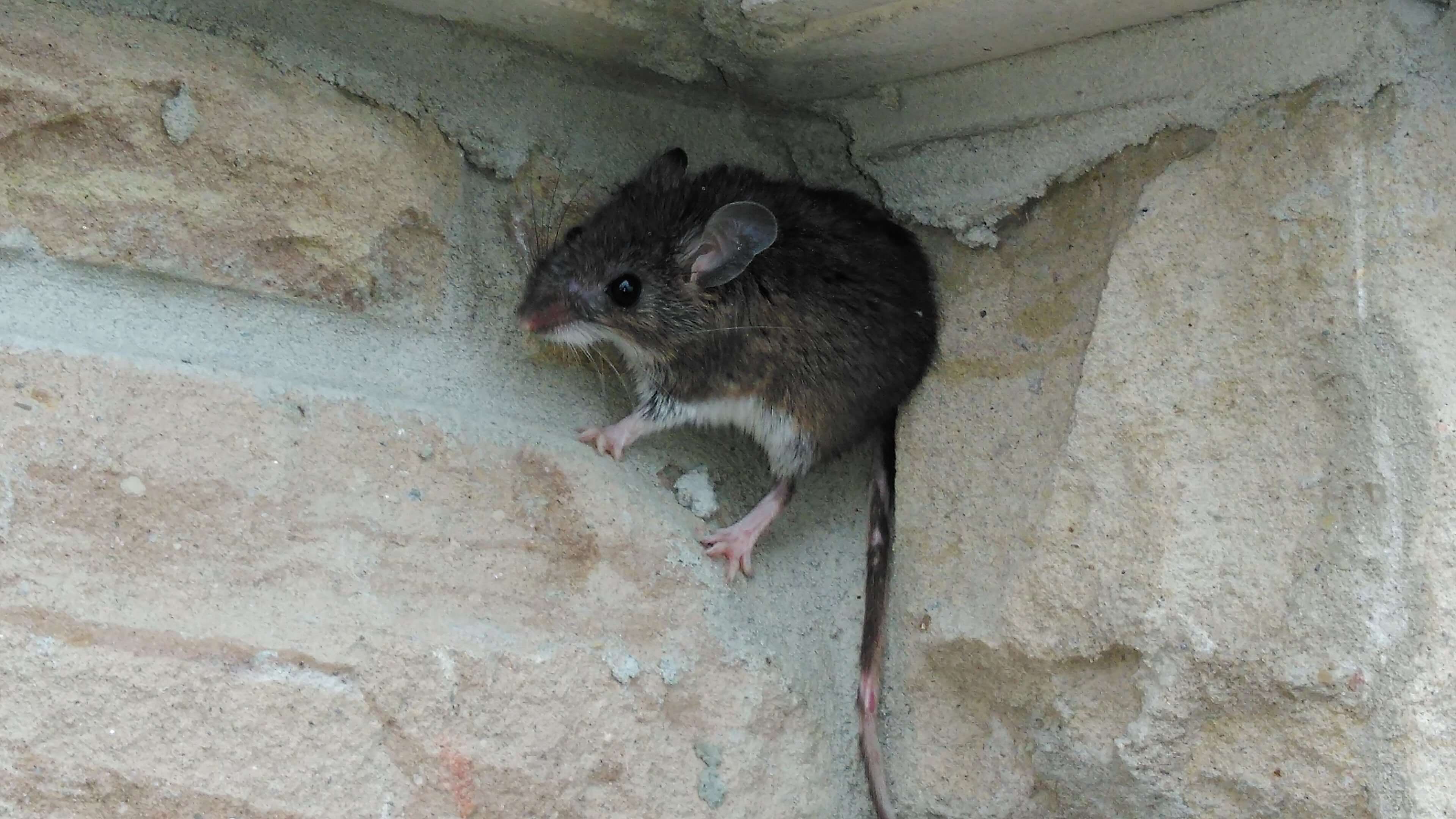 mice in attic