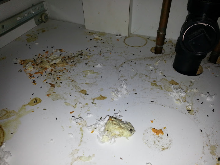 mouse trap under kitchen sink
