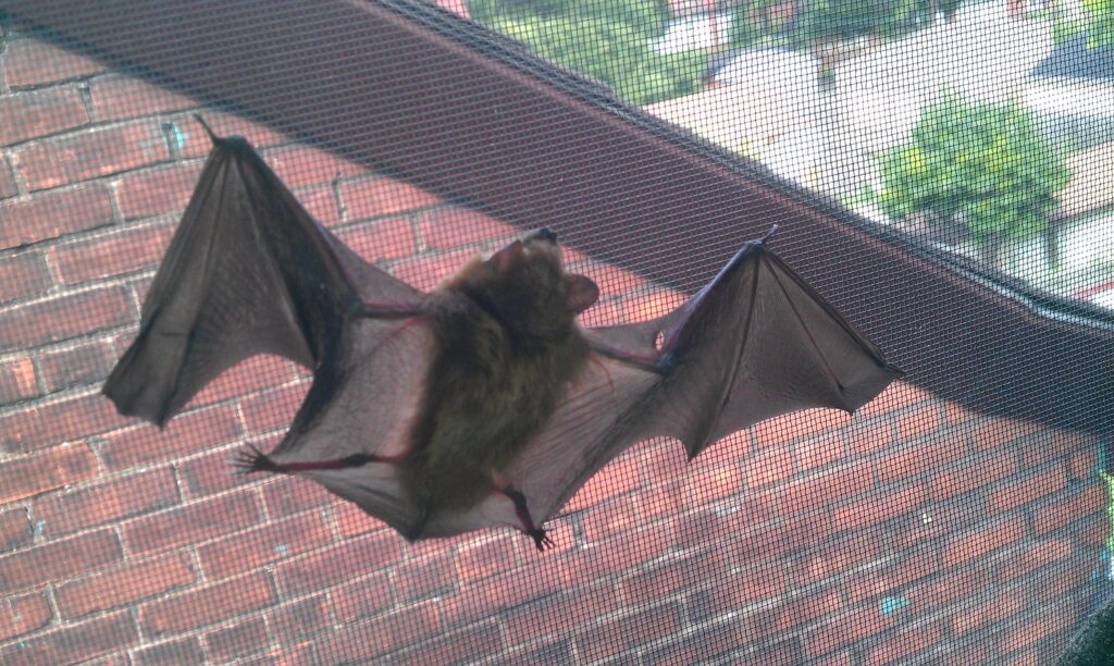 Bats The Good, The Bad And Why Removal Is Essential