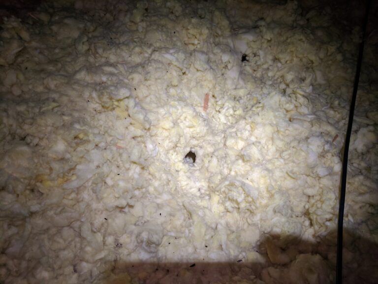 mice in attic insulation        
        <figure class=