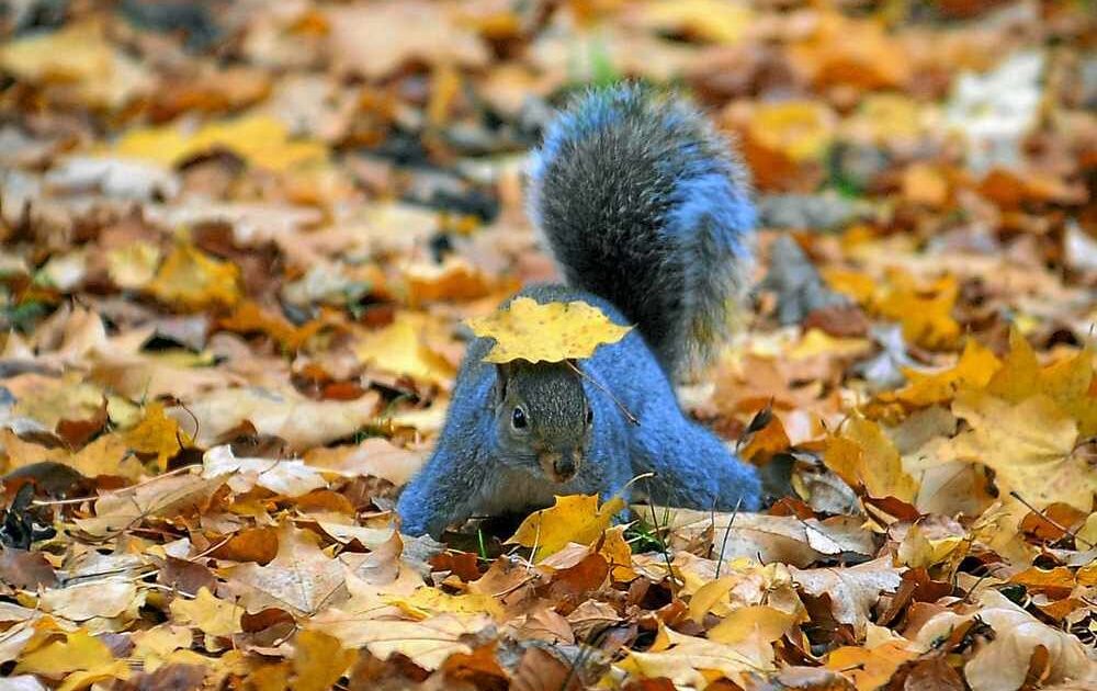 Wild Grey Squirrel Animal