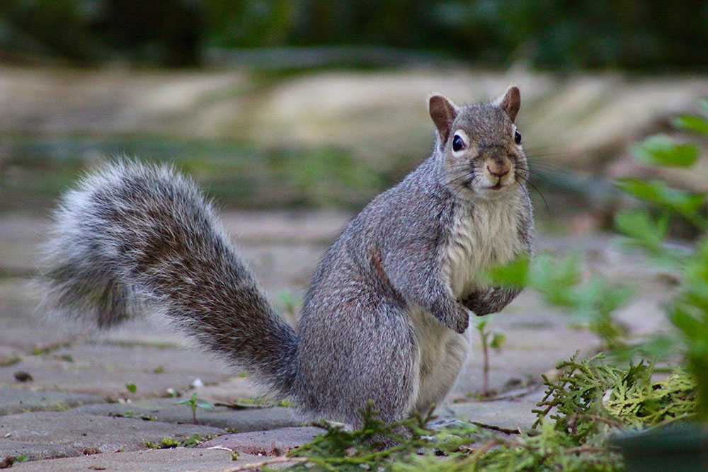 grey squirrel in the garden