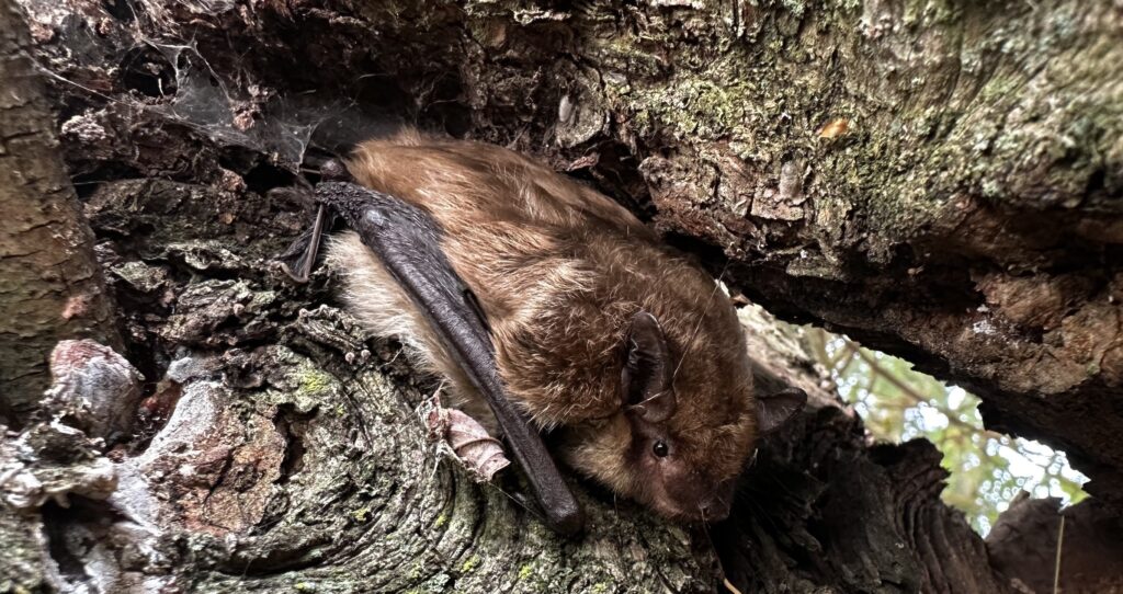 Brown Bats In Ajax