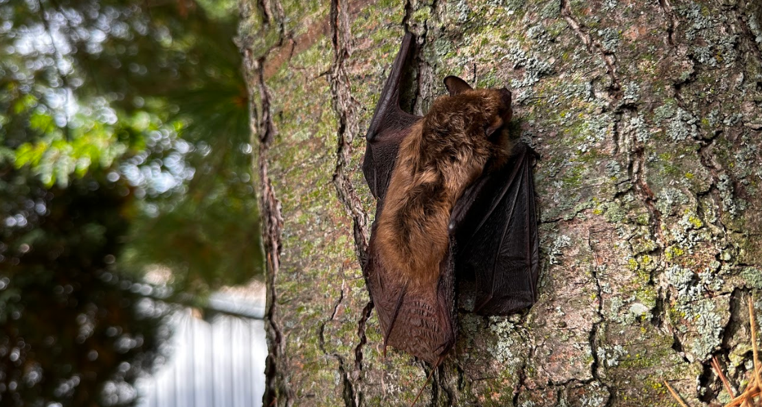 Brown Bats In Ajax - A Year Round Adventure