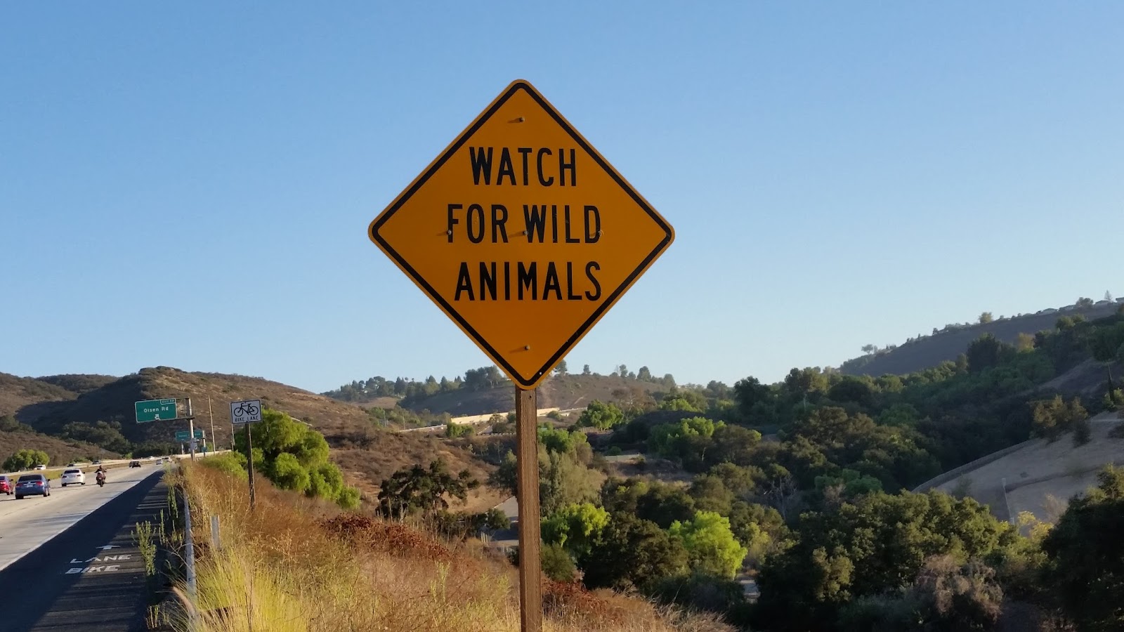 staying-safe-on-the-road-with-wildlife-animal-control-skedaddle