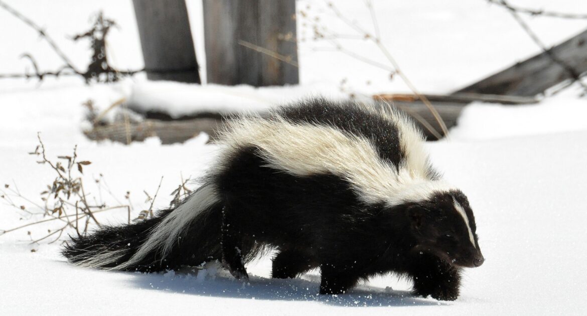 Skunks in Winter