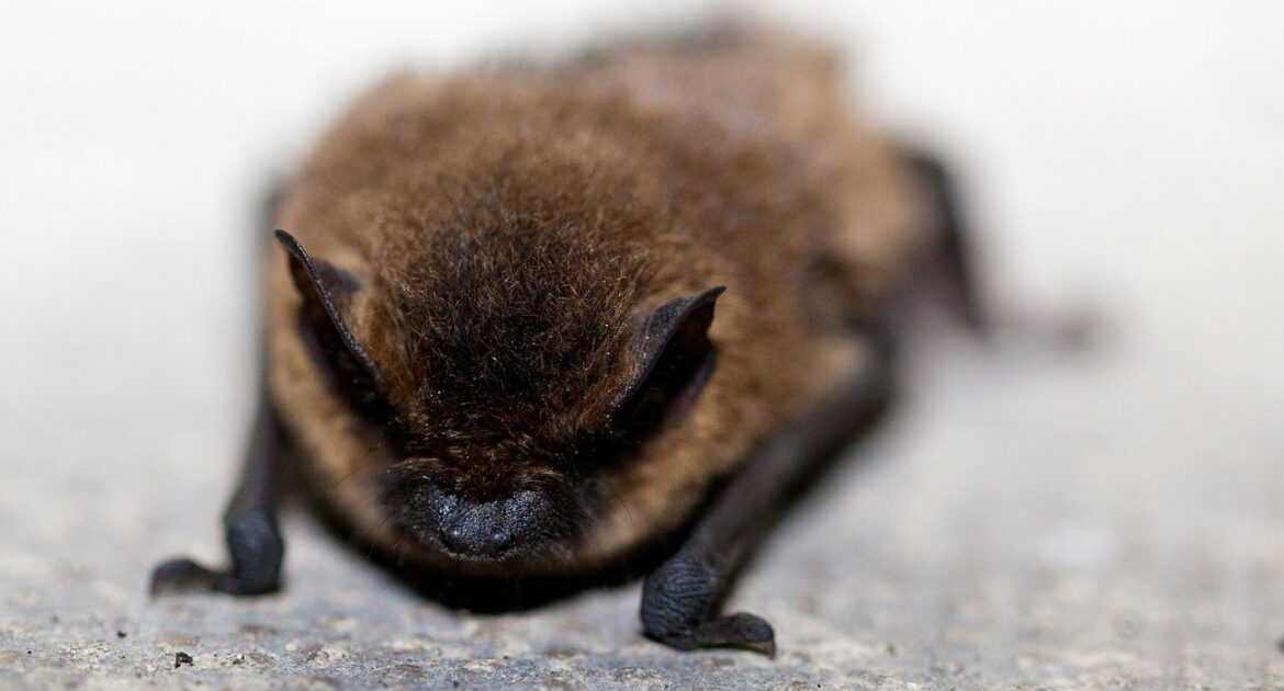 little brown bat habitat