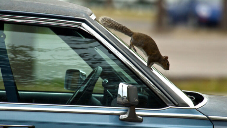 Squirrel Removal: Avoid Squirrels Nesting in Your Car