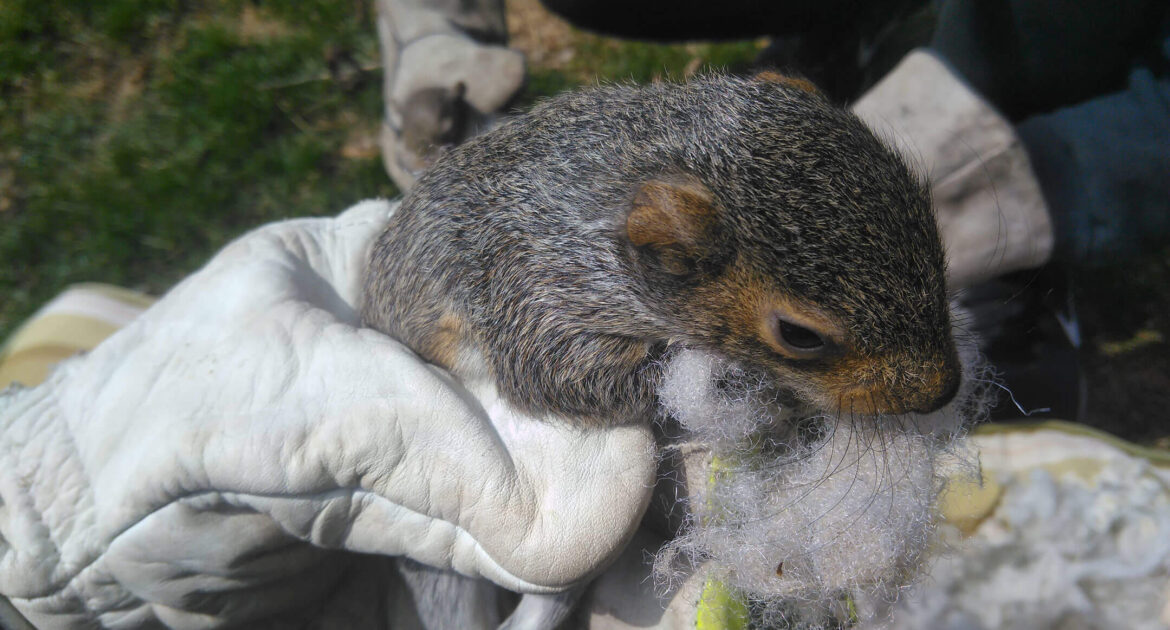 Squirrel Removal Toronto