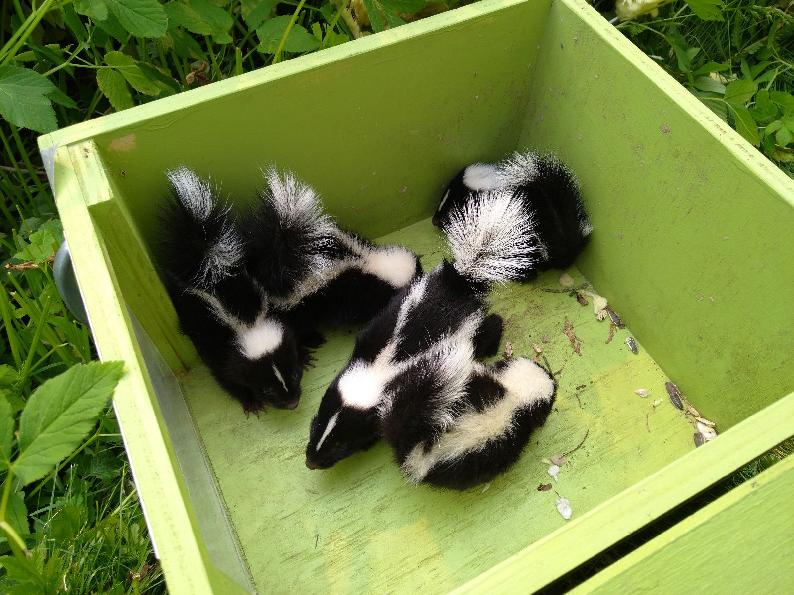 Ottawa skedaddle humane wildlife control June 2023 baby skunk skunks box removal screening damage 3 (2)