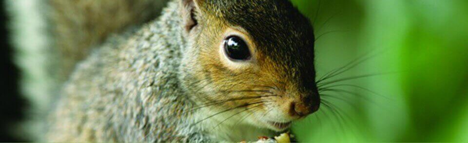 Squirrel Removal - Attic in New Holland - Backyard Wildlife Solutions