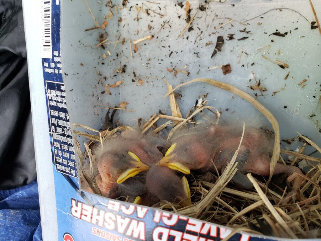 Starlings in nest