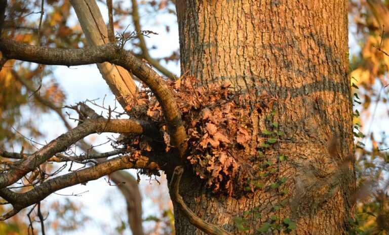 Large Nests in your Trees? Those are from Squirrels!