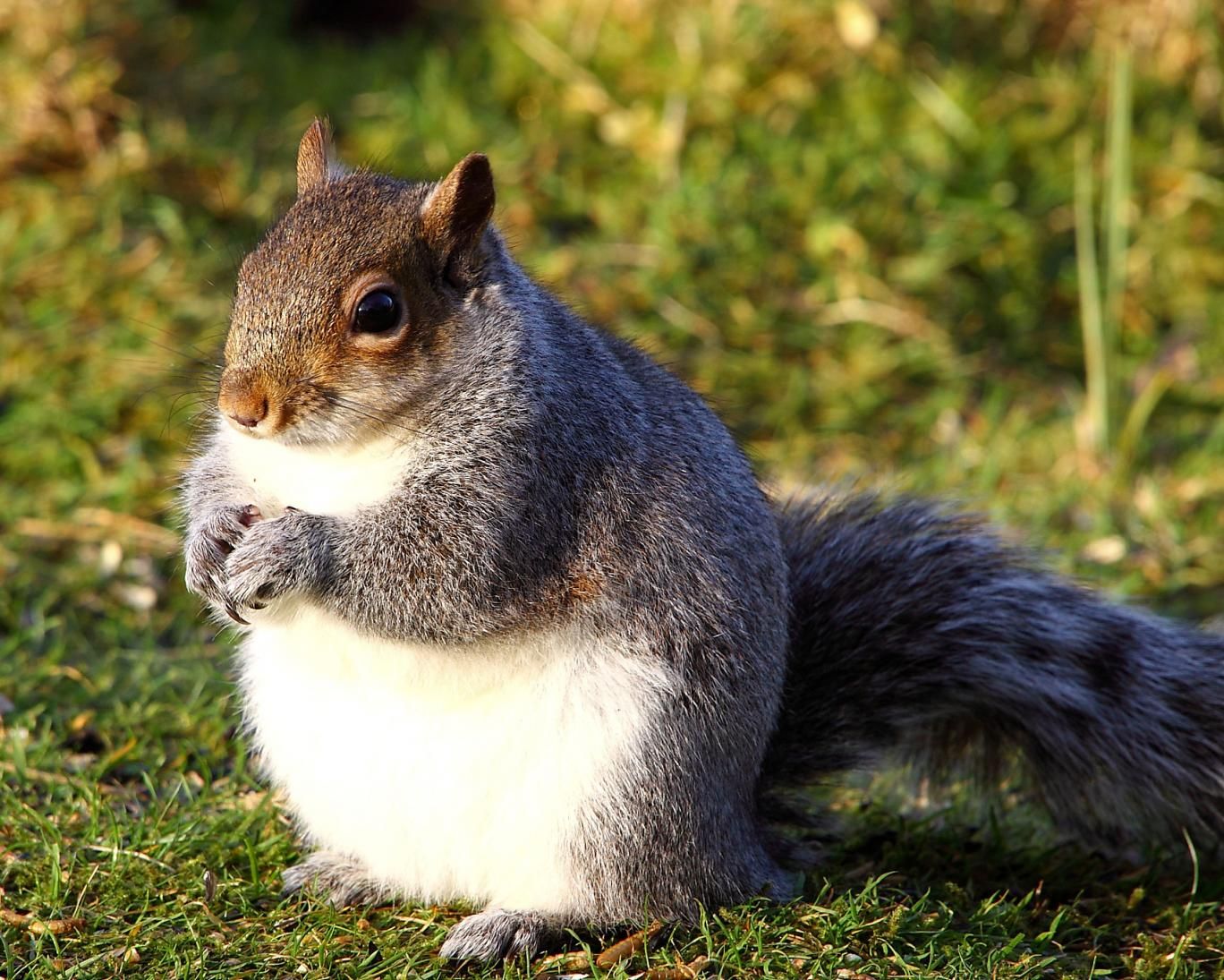 Milwaukee Wildlife: Squirrels Bulking up in Fall
