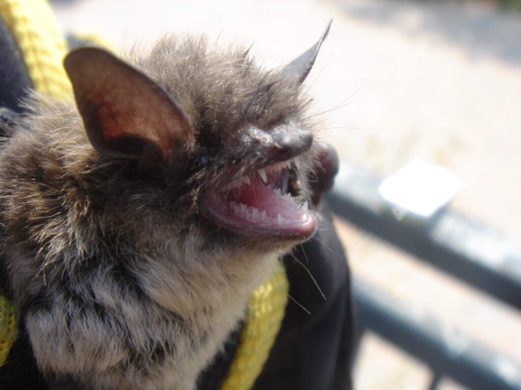 Houston Wildlife Control Do Bats Bite Humans   Bat Featured Image 1024x768 