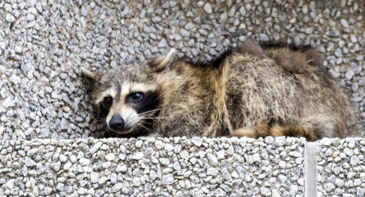 Raccoon Distemper