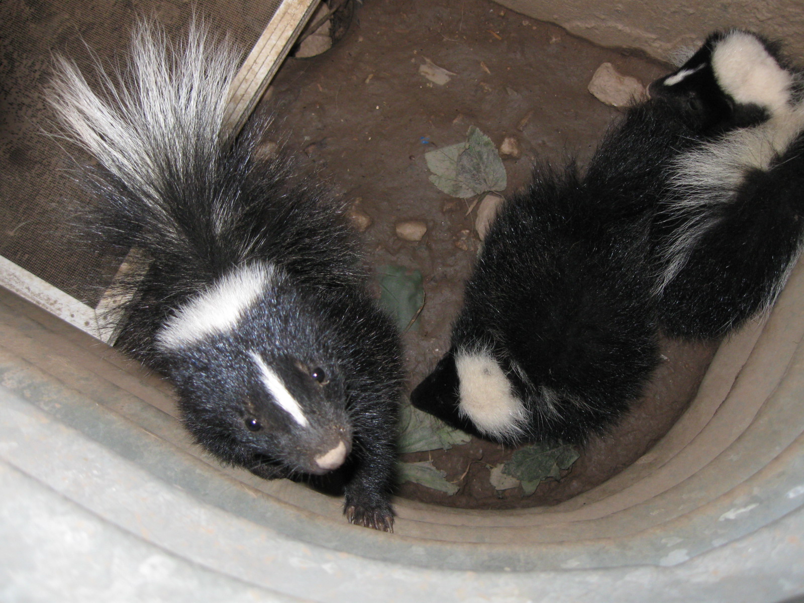 Skunk - Feature Image