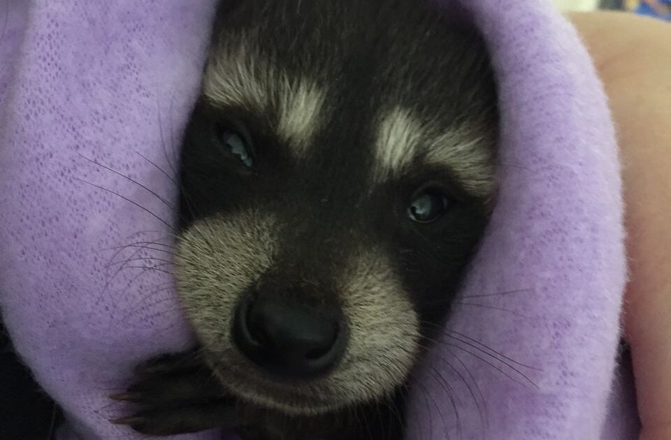 Raccoon in Blanket