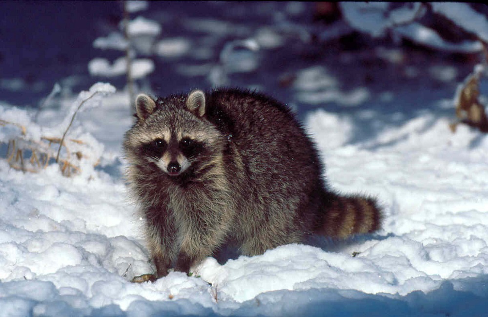 Raccoon in Snow