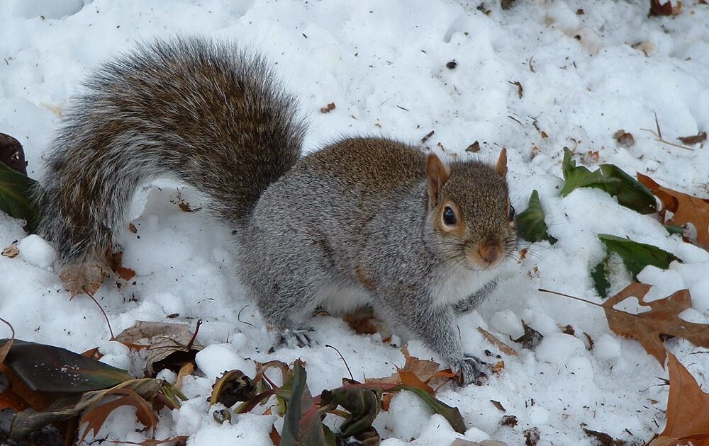 Squirrel Featured Image