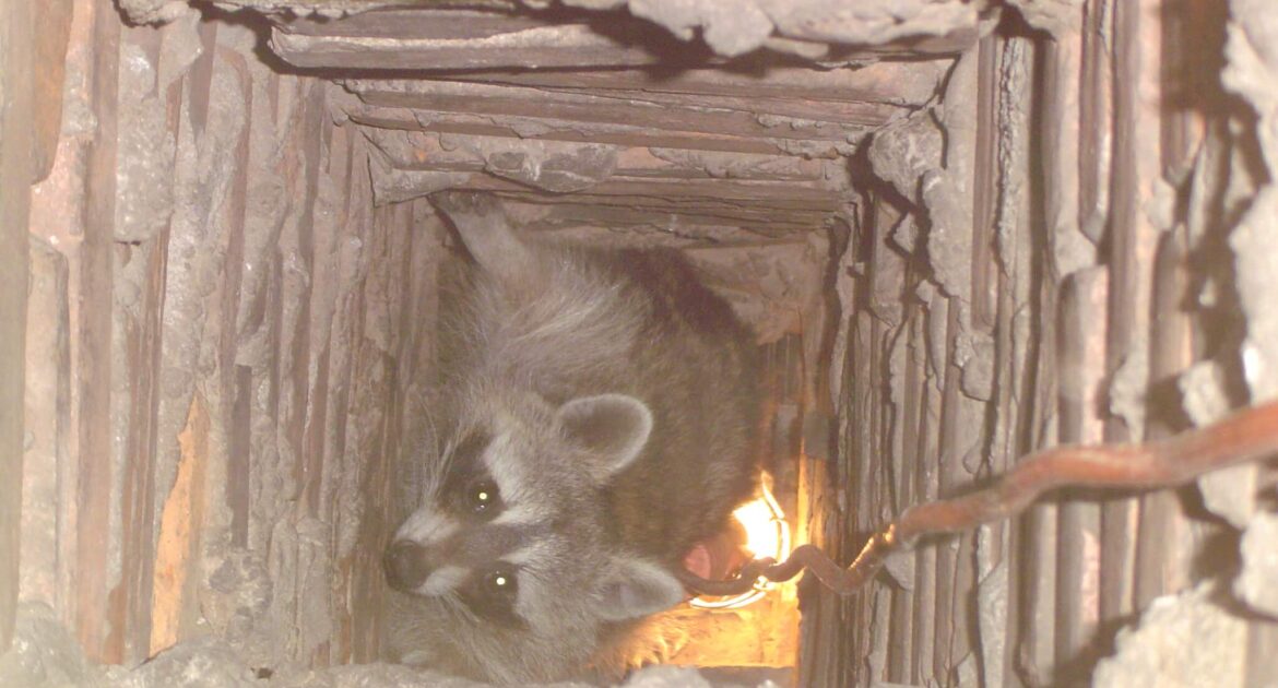 Raccoon in Chimney