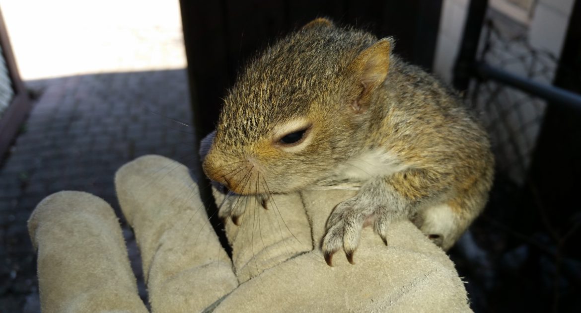 Can Squirrels Live in Your Shed?