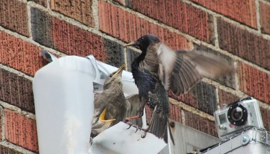 How Do Bats Fly Compared to Birds?