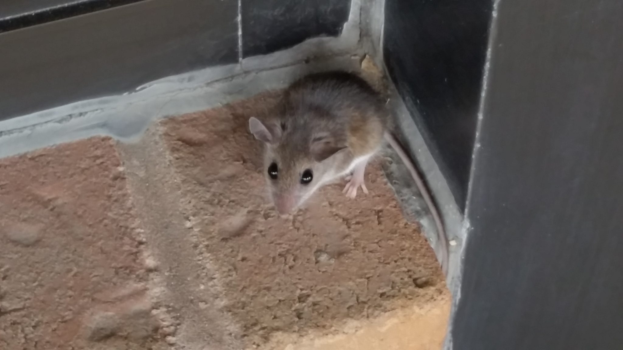 Identifying the Signs of Rodents Inside Your Home