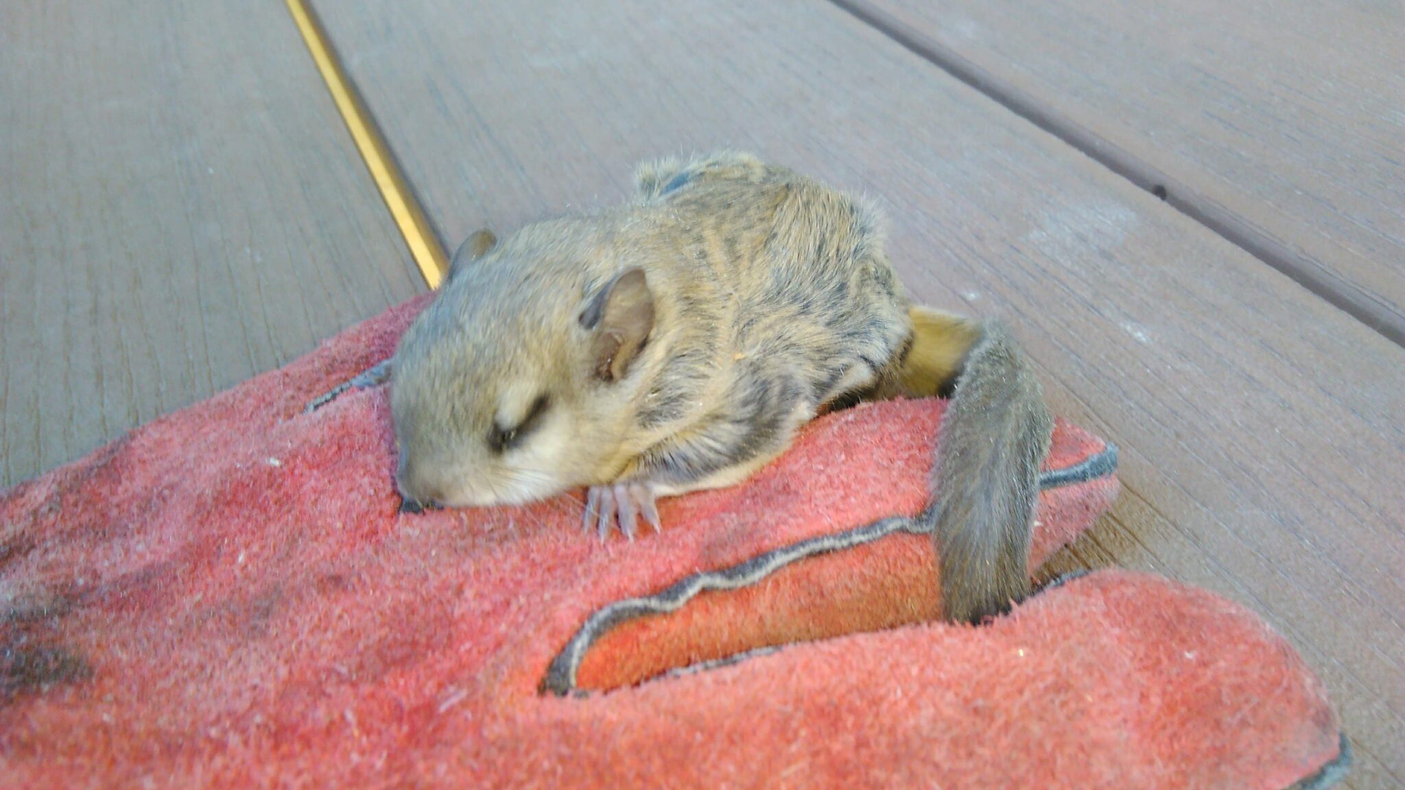 Taking a Closer Look at Flying Squirrels in North America