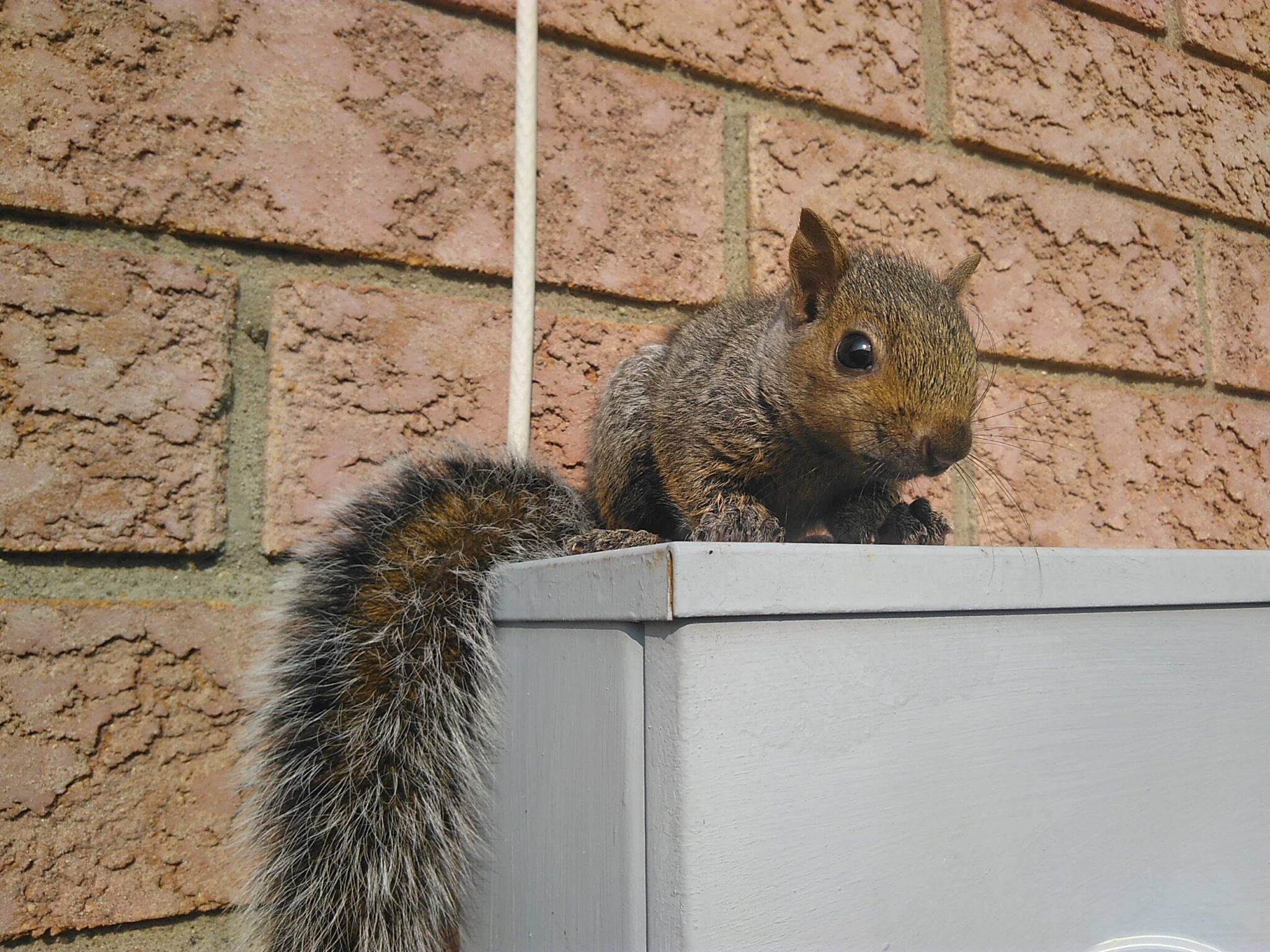 The Fragility of Being a Squirrel