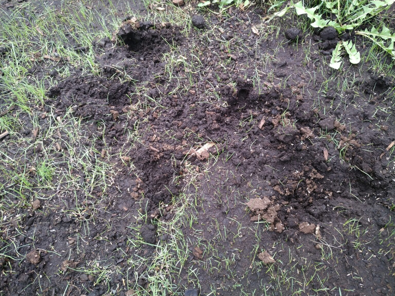 Why Are Skunks Digging Up My Yard?