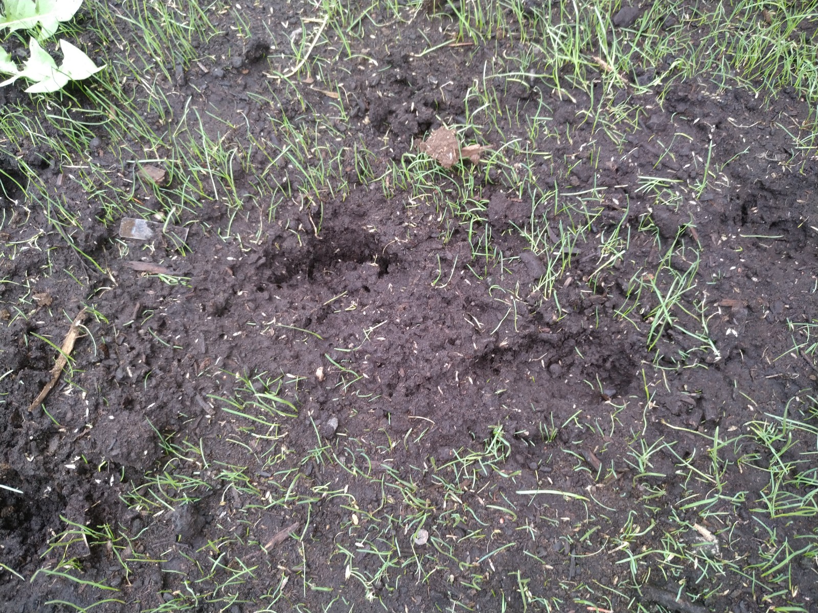 Why Are Skunks Digging Up My Yard?