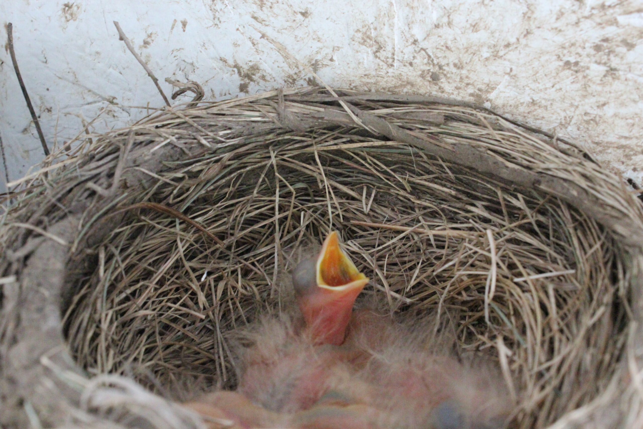 What to Do if You Find a Bird Nest With Eggs or a Baby Bird