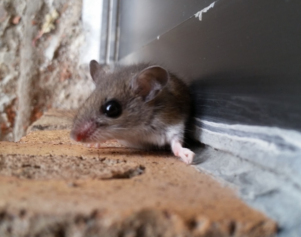 https://www.skedaddlewildlife.com/wp-content/uploads/2020/10/Coquitlam-Mice-Removal-How-to-keep-mice-out-this-fall.jpg