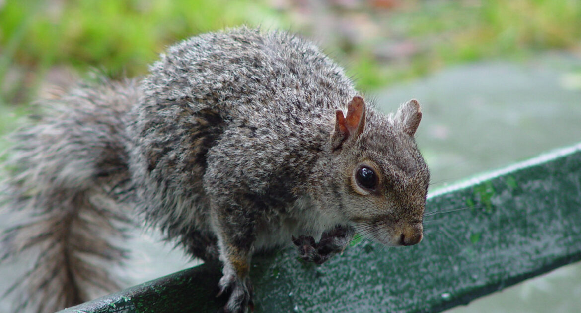 Squirrel Removal Coquitlam