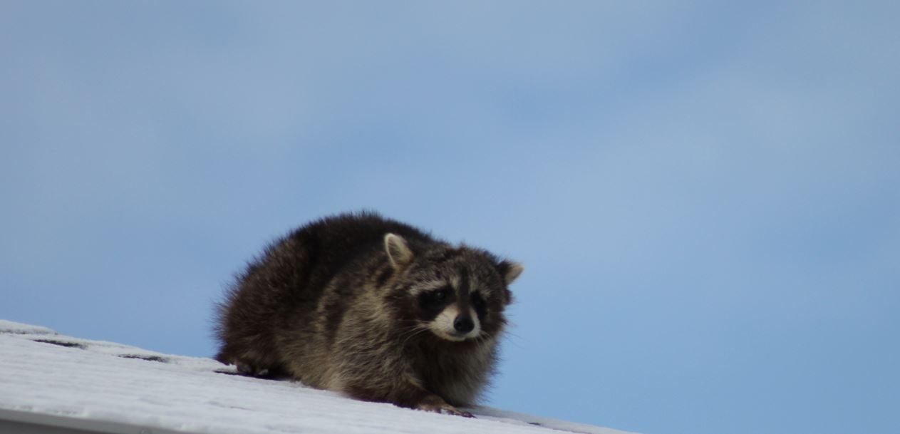 What Ways Do Animals Get Onto Our Roofs?