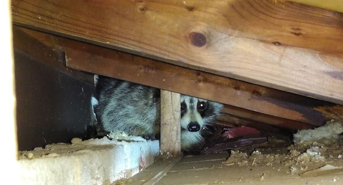 Raccoon Removal Waukesha