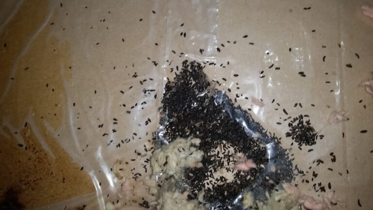 Mouse Droppings Vs Rat Droppings What You Need To Know 768x432 