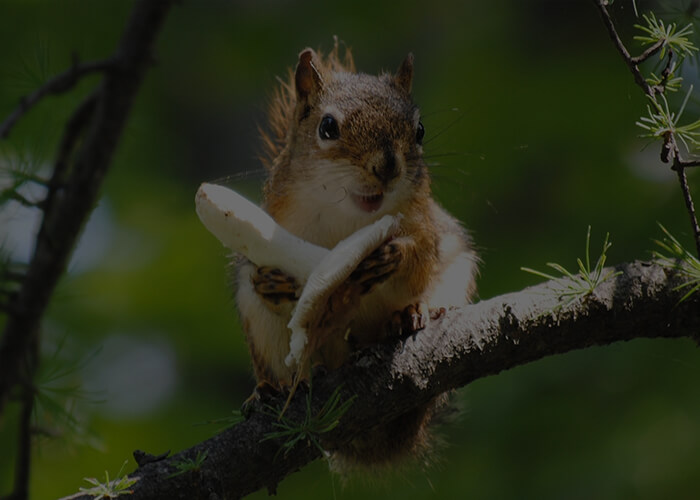 How to get squirrels out from inbetween walls of my house, humanely? After  patching one hole they've created another. How can I get them out and  prevent them from creating more holes